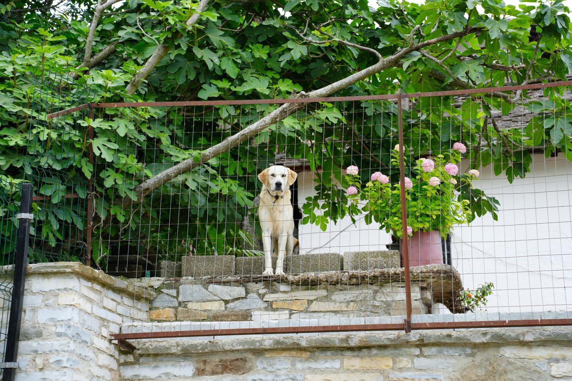 Castlefront Villa Gjirokastër Exteriér fotografie